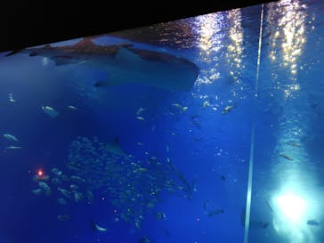 沖縄美ら海水族館に投稿された画像（2025/8/17）