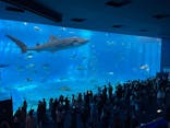 沖縄美ら海水族館に投稿された画像（2025/8/17）