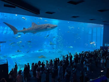沖縄美ら海水族館に投稿された画像（2025/8/17）