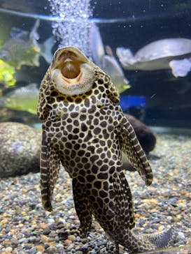 サケのふるさと 千歳水族館に投稿された画像（2025/8/17）