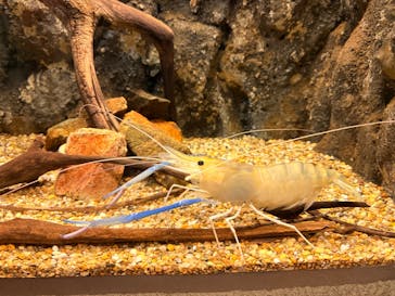 世界淡水魚園水族館　アクア・トトぎふに投稿された画像（2025/8/17）