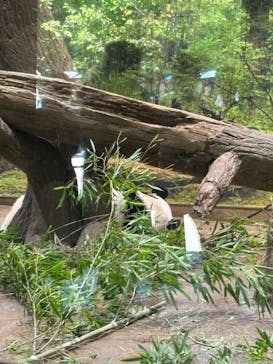 恩賜上野動物園に投稿された画像（2025/8/17）