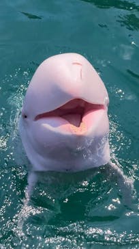 太地町立くじらの博物館に投稿された画像（2025/8/17）