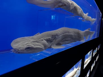 マリンワールド海の中道に投稿された画像（2025/8/17）