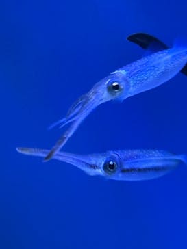 サンシャイン水族館に投稿された画像（2025/8/17）