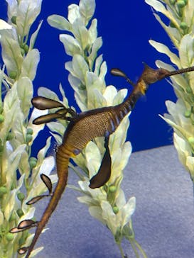 サンシャイン水族館に投稿された画像（2025/8/17）