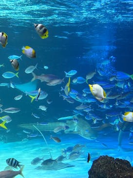 サンシャイン水族館に投稿された画像（2025/8/17）
