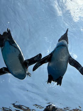 サンシャイン水族館に投稿された画像（2025/8/17）