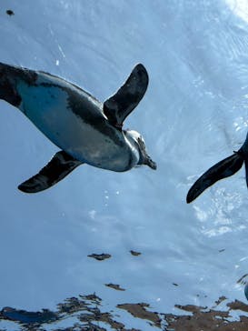 サンシャイン水族館に投稿された画像（2025/8/17）
