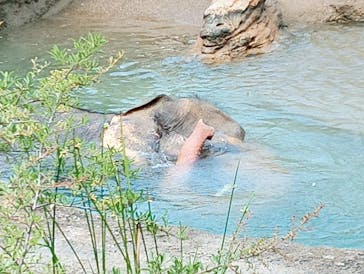 名古屋市東山動植物園に投稿された画像（2025/8/17）