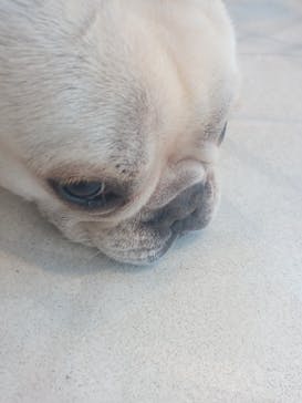 いぬカフェRio 原宿竹下通り店に投稿された画像（2025/8/17）