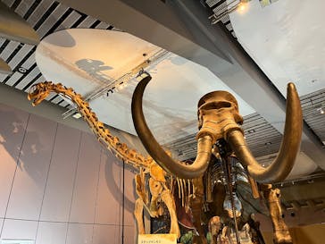 巨大恐竜展2025に投稿された画像（2025/8/17）