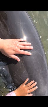 日間賀島ドルフィンビーチに投稿された画像（2025/8/17）