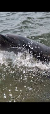 日間賀島ドルフィンビーチに投稿された画像（2025/8/17）