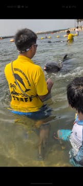 日間賀島ドルフィンビーチに投稿された画像（2025/8/17）