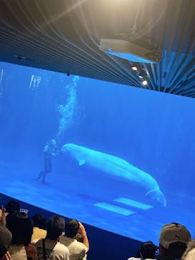 島根県立 しまね海洋館に投稿された画像（2025/8/17）