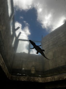 沖縄こどもの国に投稿された画像（2025/8/17）