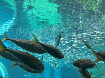 九十九島水族館海きららに投稿された画像（2025/8/17）