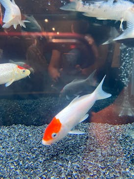 錦鯉・金魚アクアリウム in ときメッセに投稿された画像（2025/8/17）