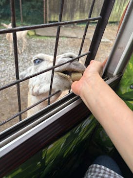 那須サファリパークに投稿された画像（2025/8/17）