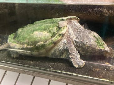 名古屋市東山動植物園に投稿された画像（2025/8/17）