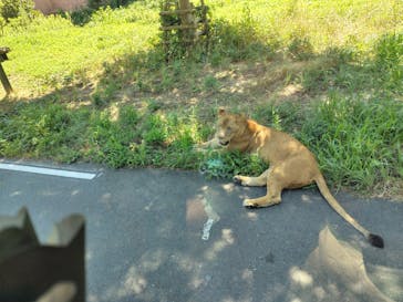 東京動物園協会_多摩動物公園に投稿された画像（2025/8/17）