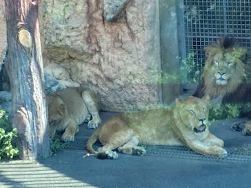 東京動物園協会_多摩動物公園に投稿された画像（2025/8/17）