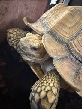 体感型動物園iZooに投稿された画像（2025/8/17）