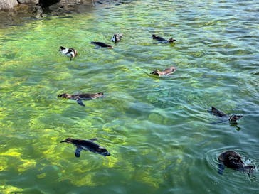 葛西臨海水族園に投稿された画像（2025/8/17）