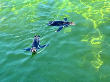 葛西臨海水族園に投稿された画像（2025/8/17）