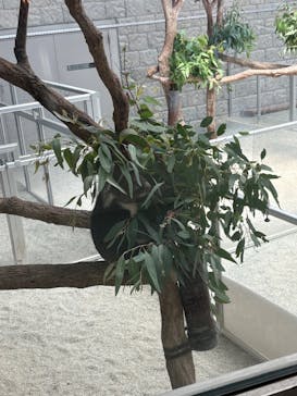 淡路ファームパーク イングランドの丘に投稿された画像（2025/8/17）