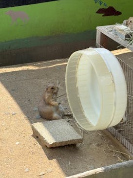 淡路ファームパーク イングランドの丘に投稿された画像（2025/8/17）