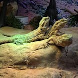 NARA IKIMONO MUSEUMに投稿された画像（2025/8/17）