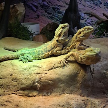 NARA IKIMONO MUSEUMに投稿された画像（2025/8/17）