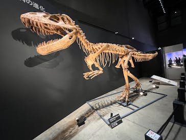 福井県立恐竜博物館に投稿された画像（2025/8/17）