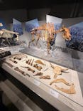 特別展「氷河期展 〜人類が見た4万年前の世界〜」（国立科学博物館）に投稿された画像（2025/8/17）