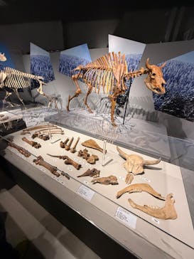 特別展「氷河期展 〜人類が見た4万年前の世界〜」（国立科学博物館）に投稿された画像（2025/8/17）