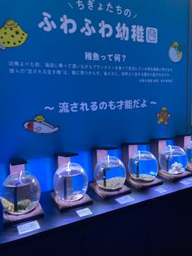 幼魚水族館に投稿された画像（2025/8/17）