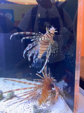 幼魚水族館に投稿された画像（2025/8/17）