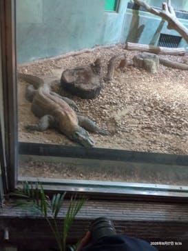 名古屋市東山動植物園に投稿された画像（2025/8/17）