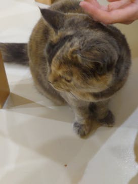 Cat Café MOFF 枚方モール店に投稿された画像（2025/8/17）