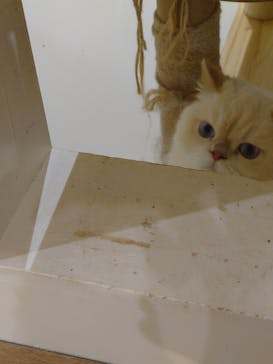 Cat Café MOFF 枚方モール店に投稿された画像（2025/8/17）