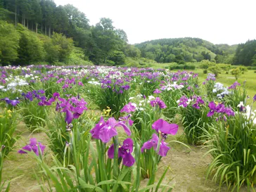 朝日公園花しょうぶ園に投稿された画像（2025/8/17）