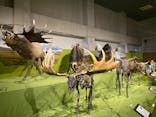 特別展「氷河期展 〜人類が見た4万年前の世界〜」（国立科学博物館）に投稿された画像（2025/8/17）