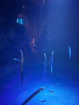 大分マリーンパレス水族館 「うみたまご」に投稿された画像（2025/8/17）