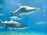 アクアワールド茨城県大洗水族館に投稿された画像（2025/8/17）