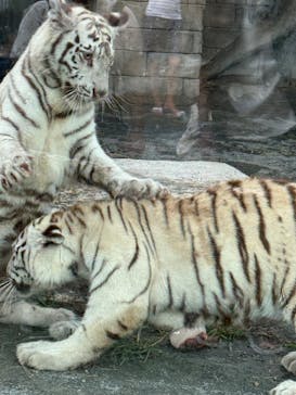 東武動物公園に投稿された画像（2025/8/17）