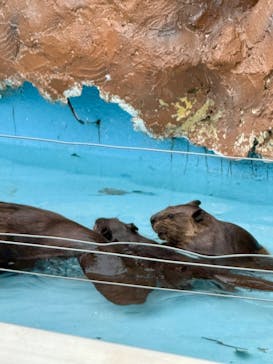 東武動物公園に投稿された画像（2025/8/17）