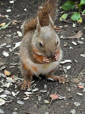 那須どうぶつ王国に投稿された画像（2025/8/17）