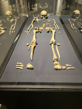 特別展「氷河期展 〜人類が見た4万年前の世界〜」（国立科学博物館）に投稿された画像（2025/8/17）